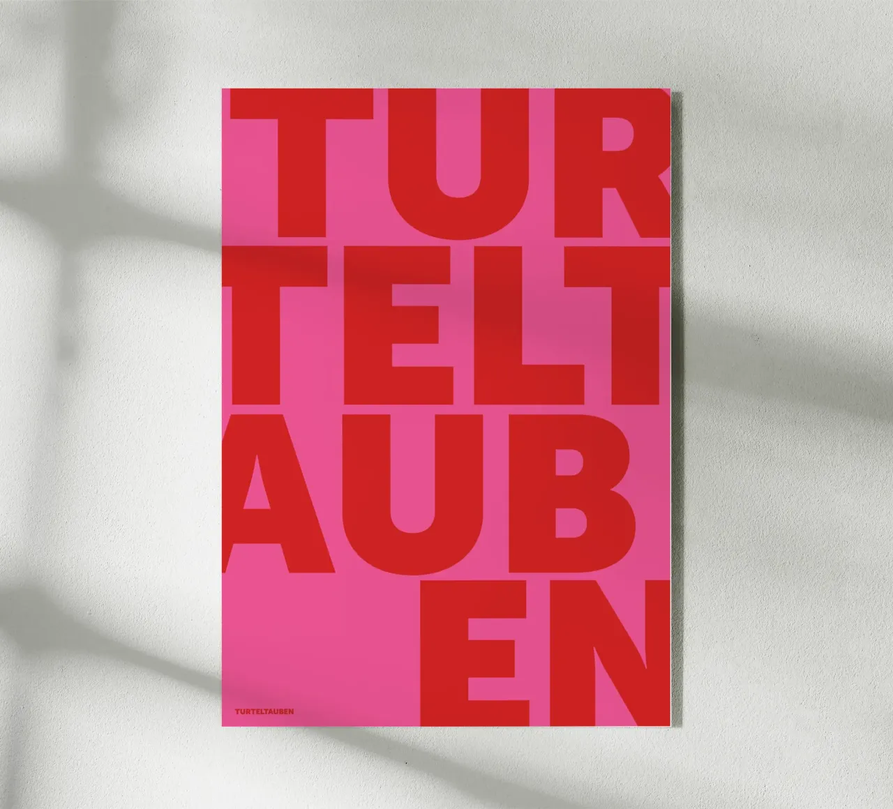 Rosa Turteltauben plexiglass da studio salü