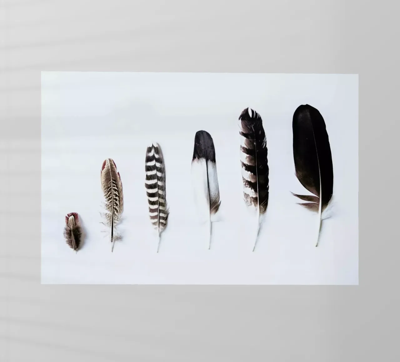 Feathers pellicola backlit da Victoria Frost