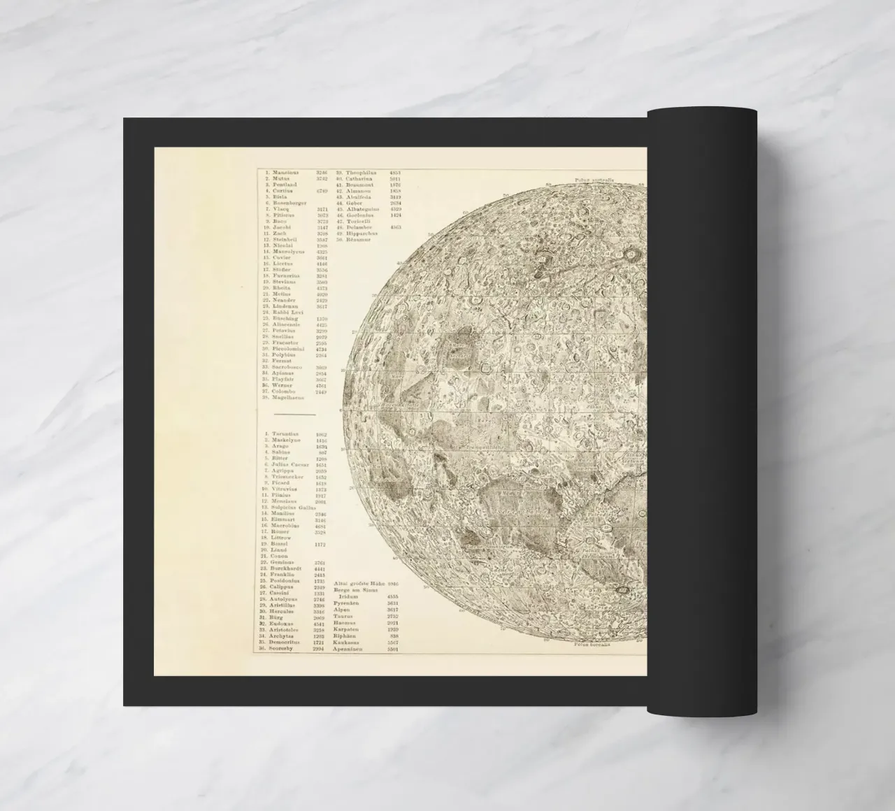 Moon Engraving zerbino da Flora & Fauna