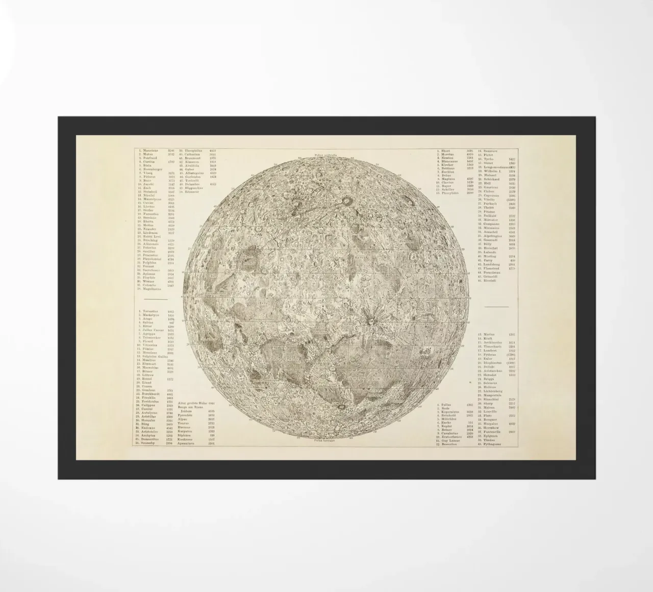 Moon Engraving zerbino da Flora & Fauna