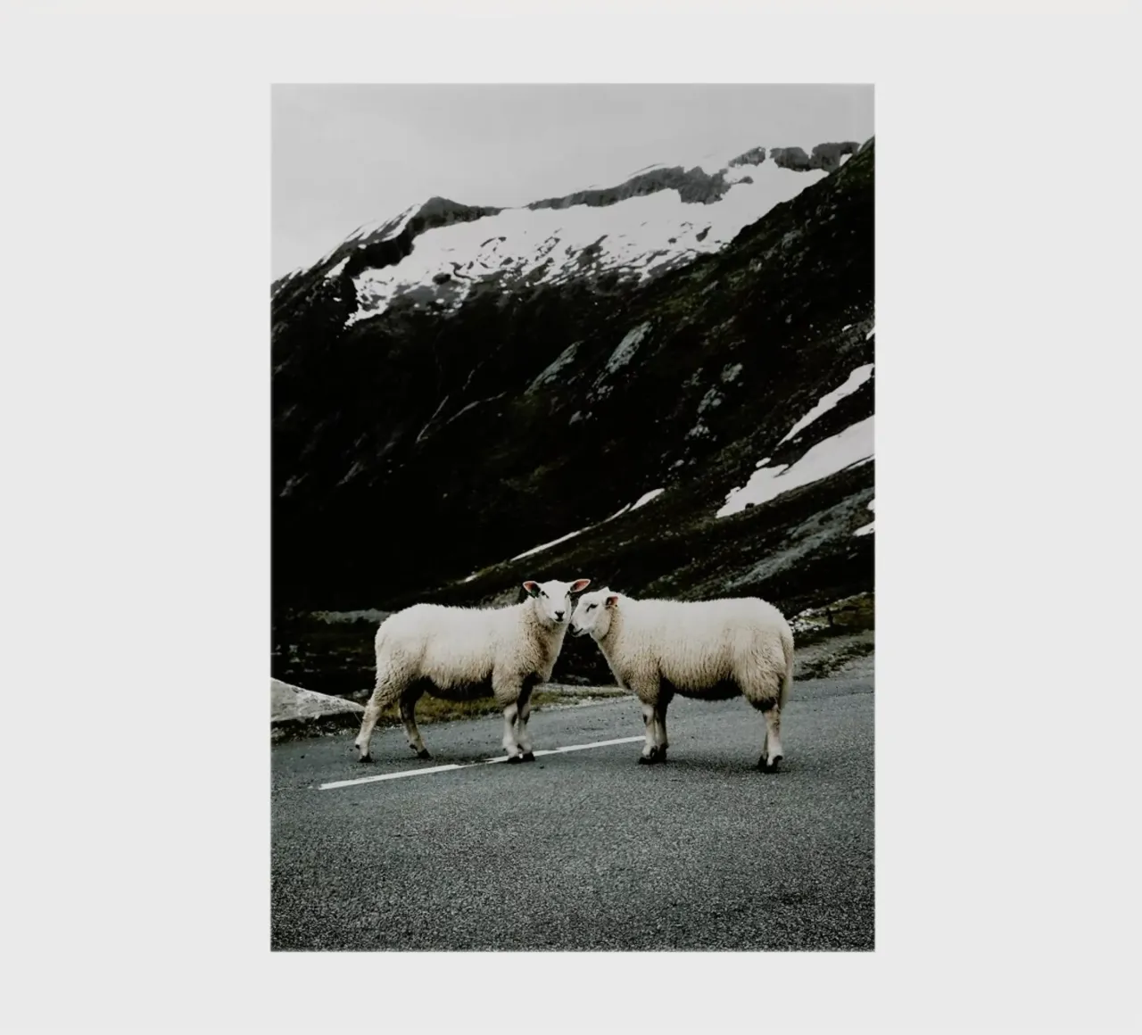 Sheepish @jochenwild notebook by EyeEm Mobile GmbH