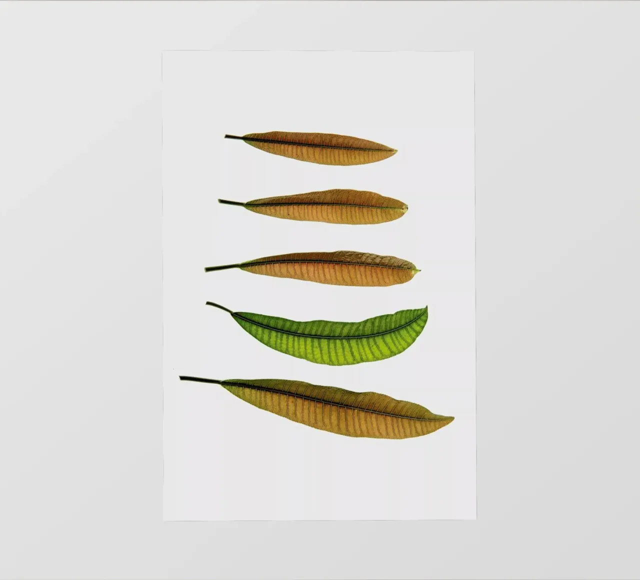 Longifolia telo in pvc da Shot By Clint