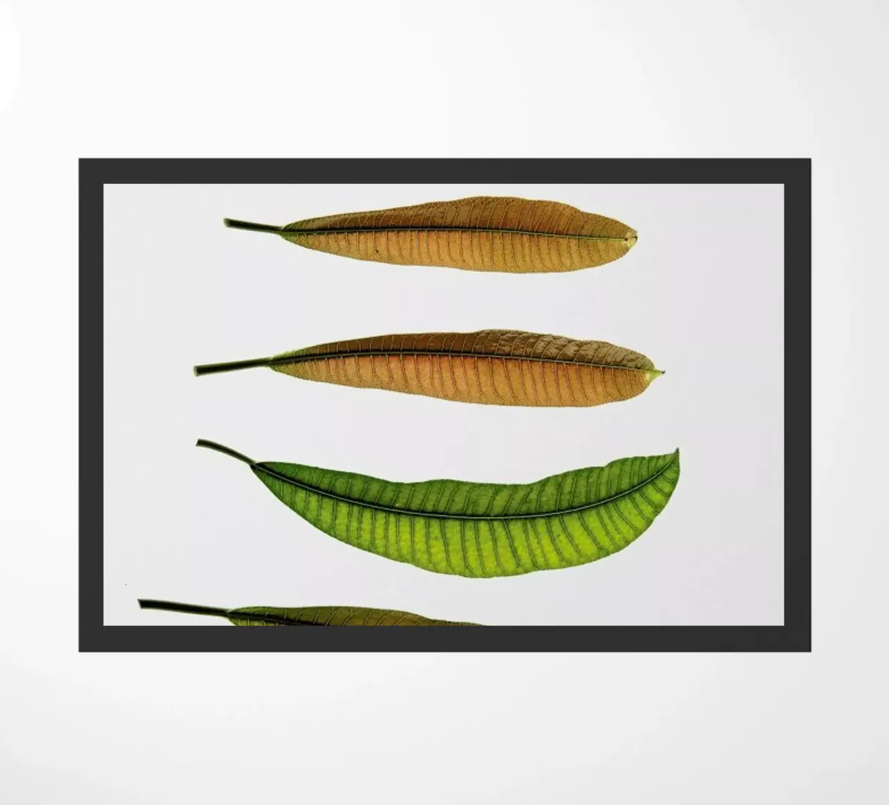 Longifolia zerbino da Shot By Clint