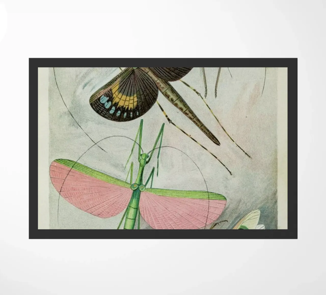 Winged Insects zerbino da Flora & Fauna