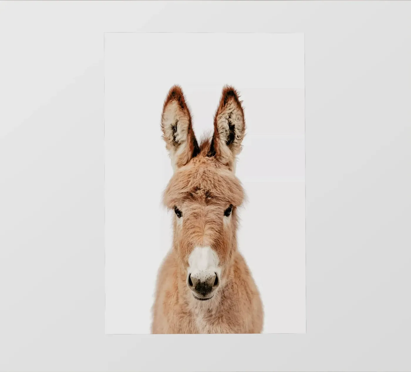 Donkey pellicola backlit da Paws & Claws