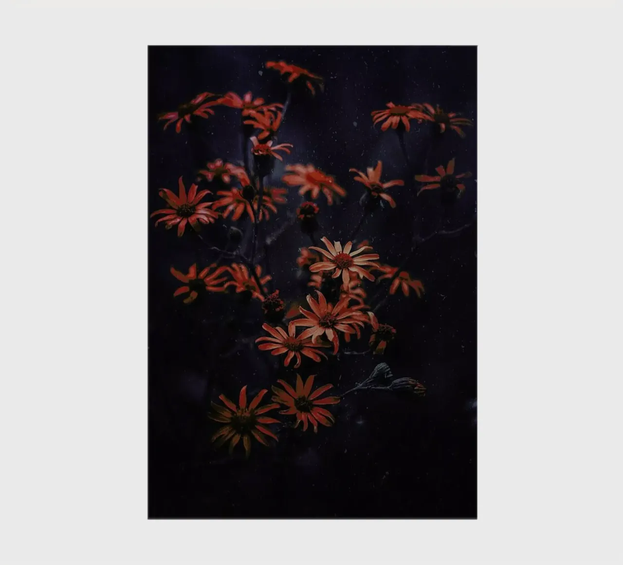 Evening Bloom @ismaeljs diario da EyeEm Mobile GmbH