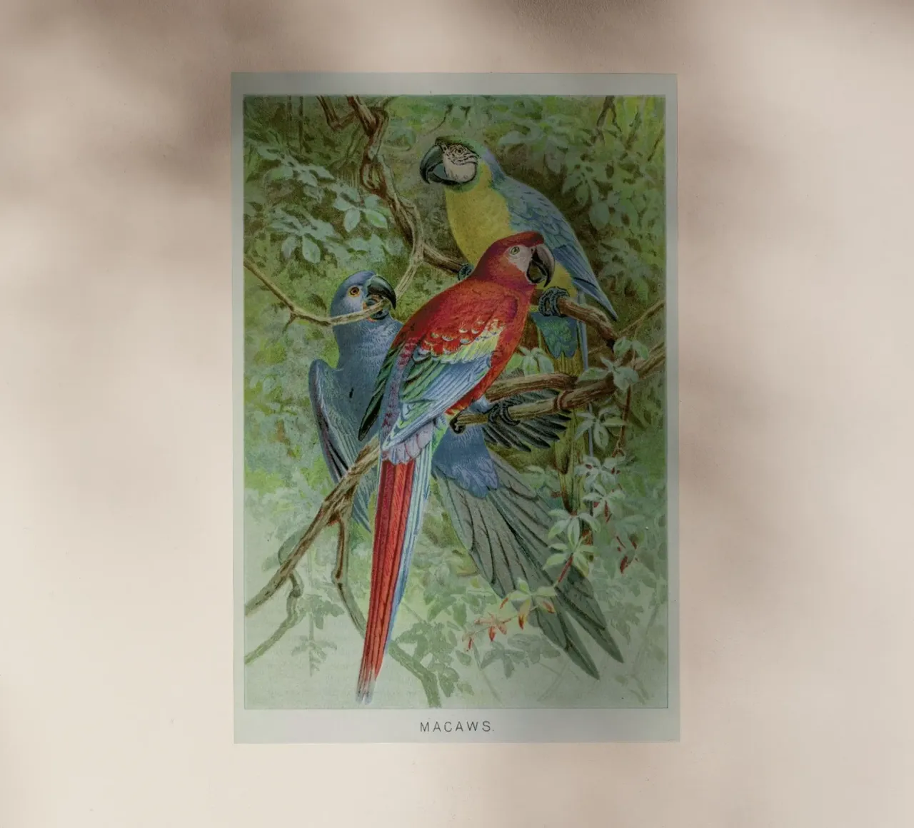 Macaws pellicola backlit da Flora & Fauna