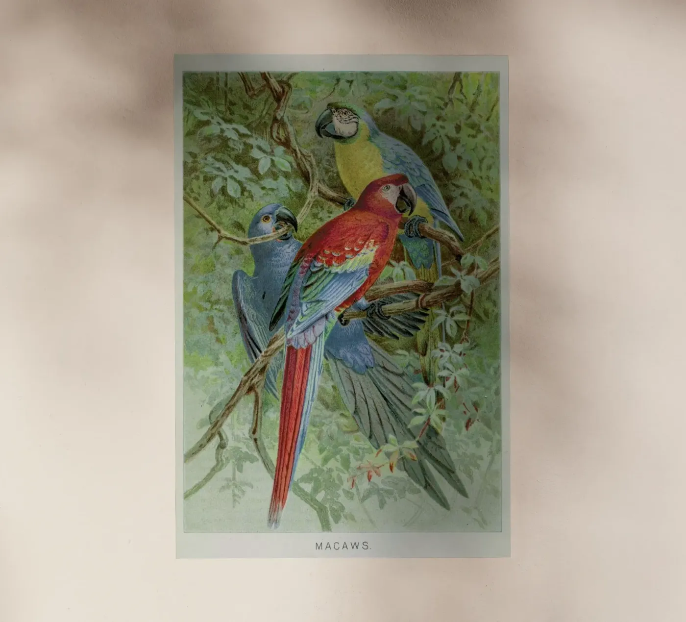 Macaws pellicola backlit da Flora & Fauna