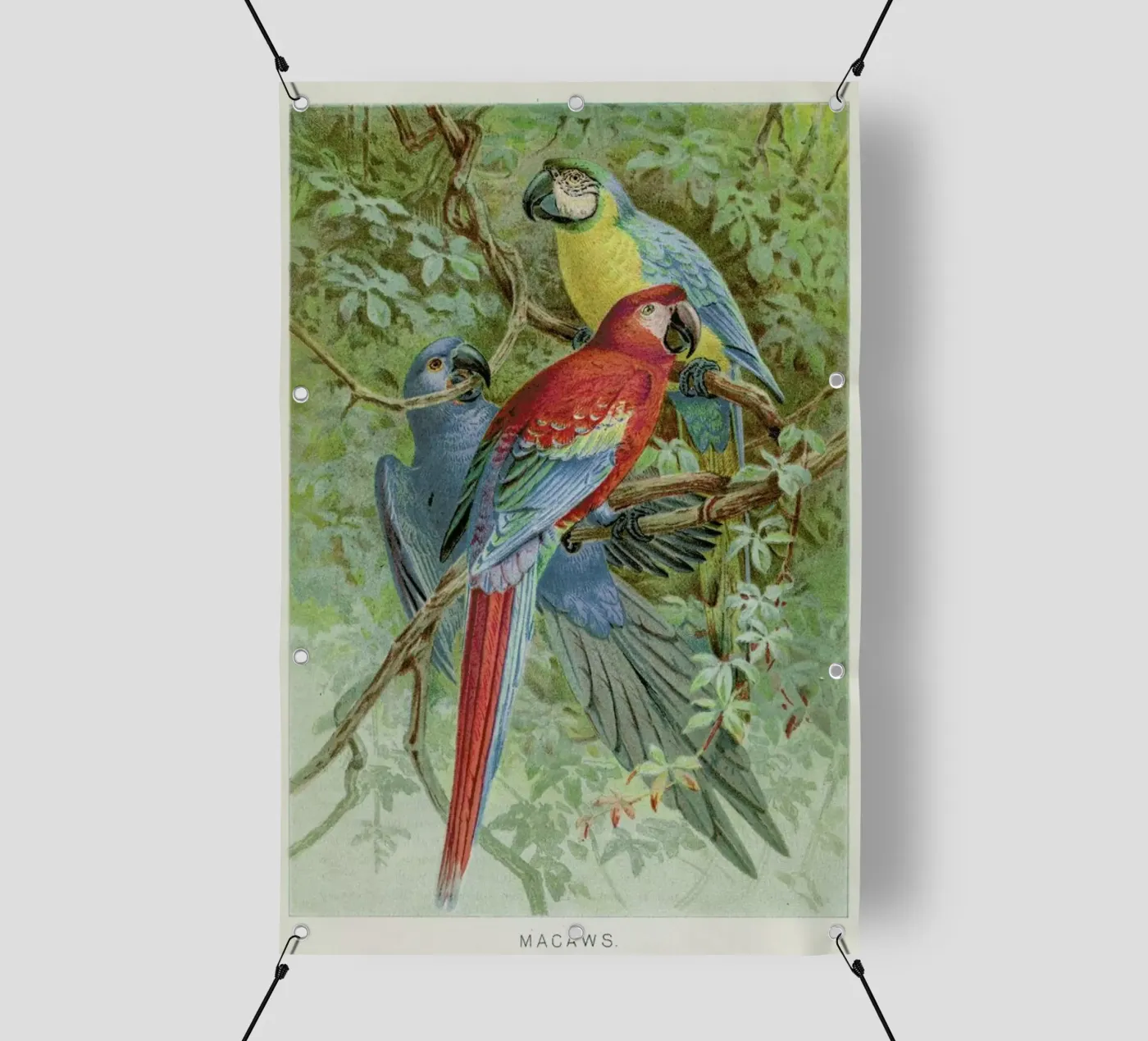 Macaws telo in pvc da Flora & Fauna