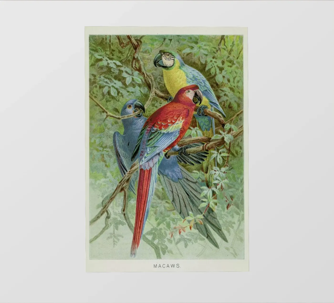 Macaws telo in pvc da Flora & Fauna