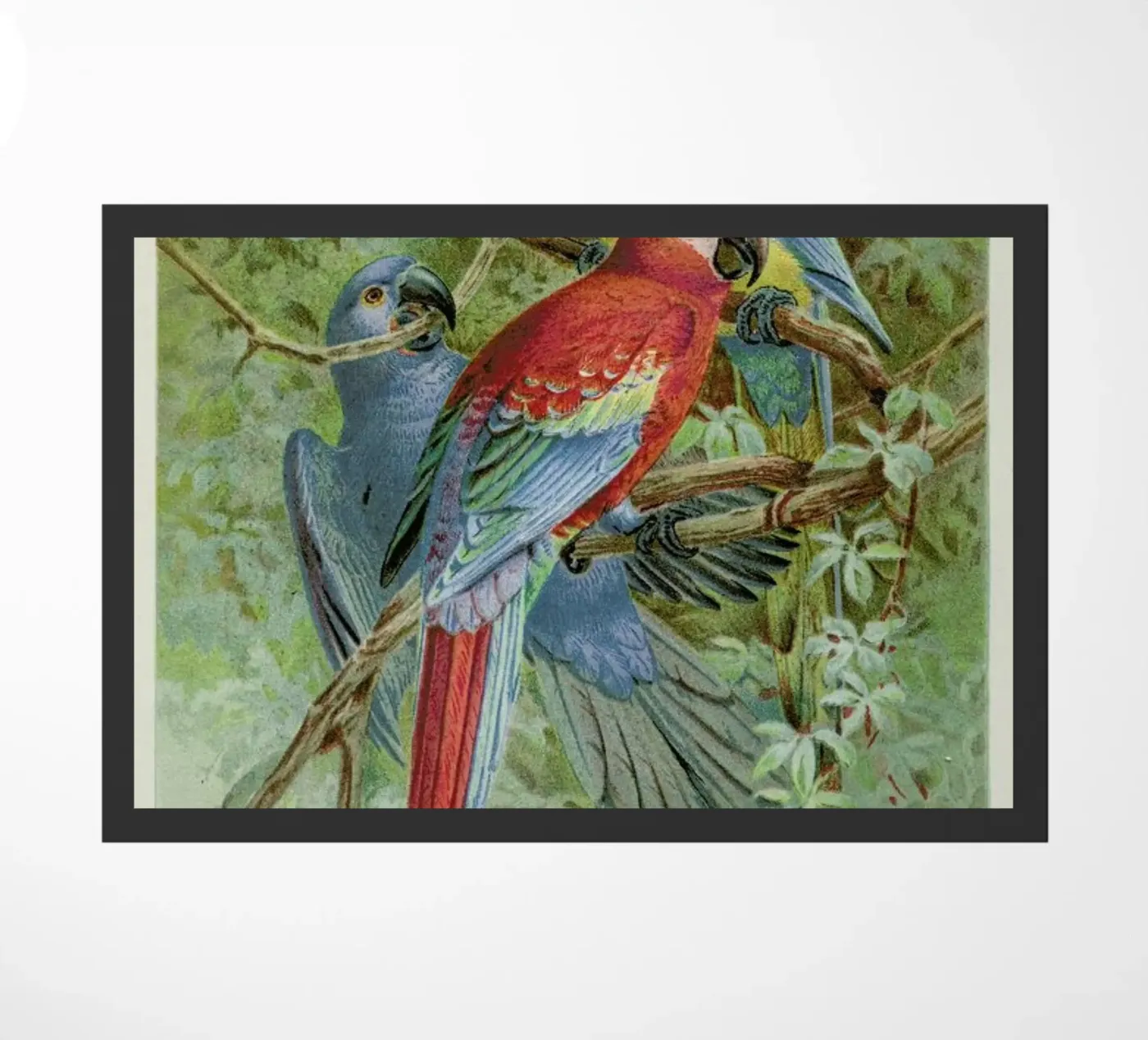 Macaws Fußmatte von Flora & Fauna