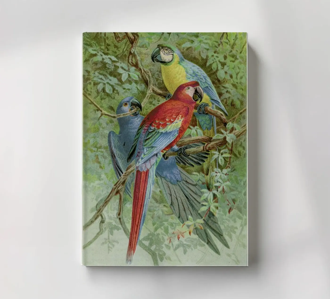 Macaws carnet de Flora & Fauna
