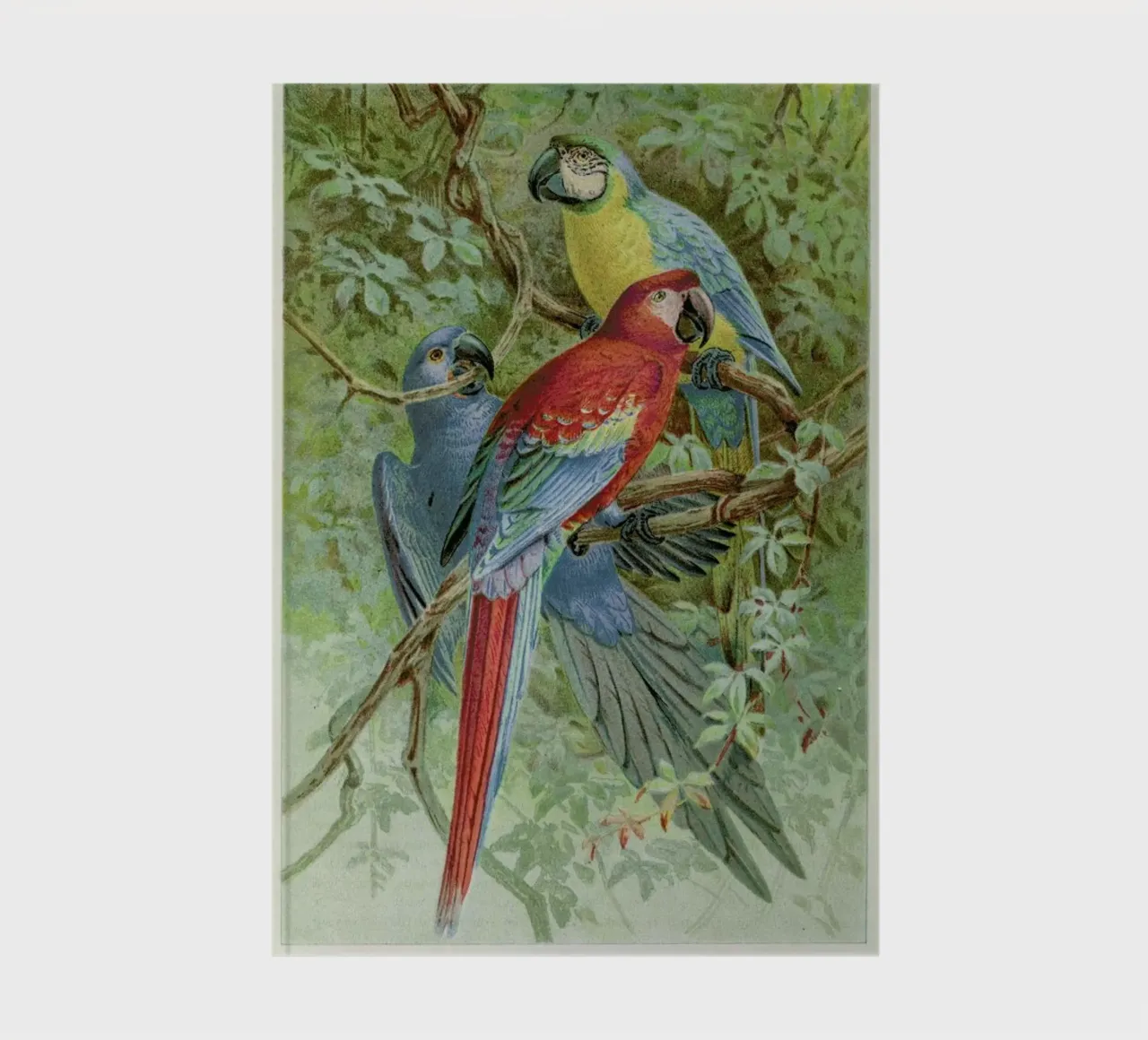 Macaws notebook by Flora & Fauna