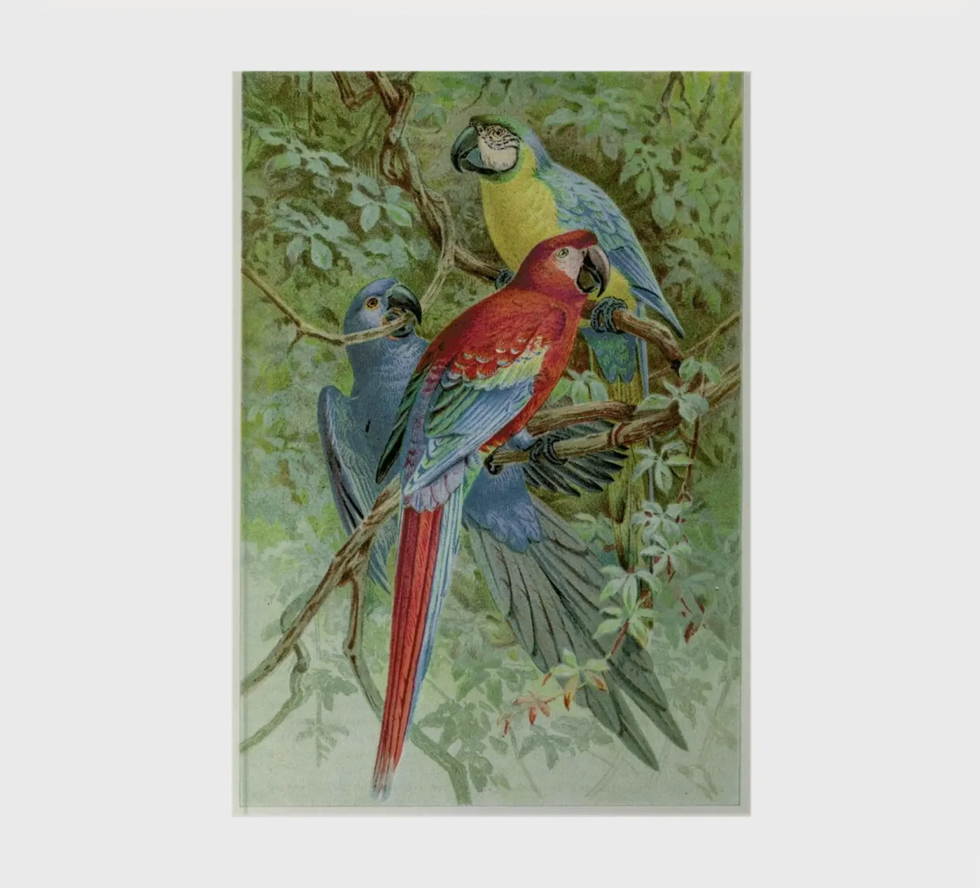 Macaws carnet de Flora & Fauna