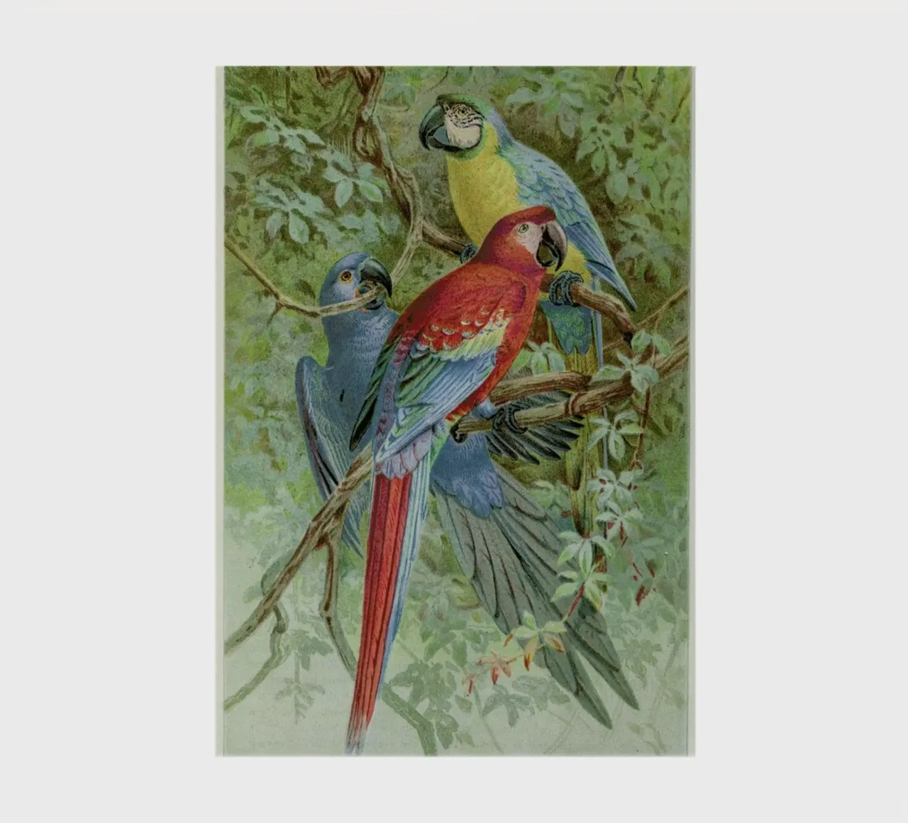 Macaws notebook by Flora & Fauna