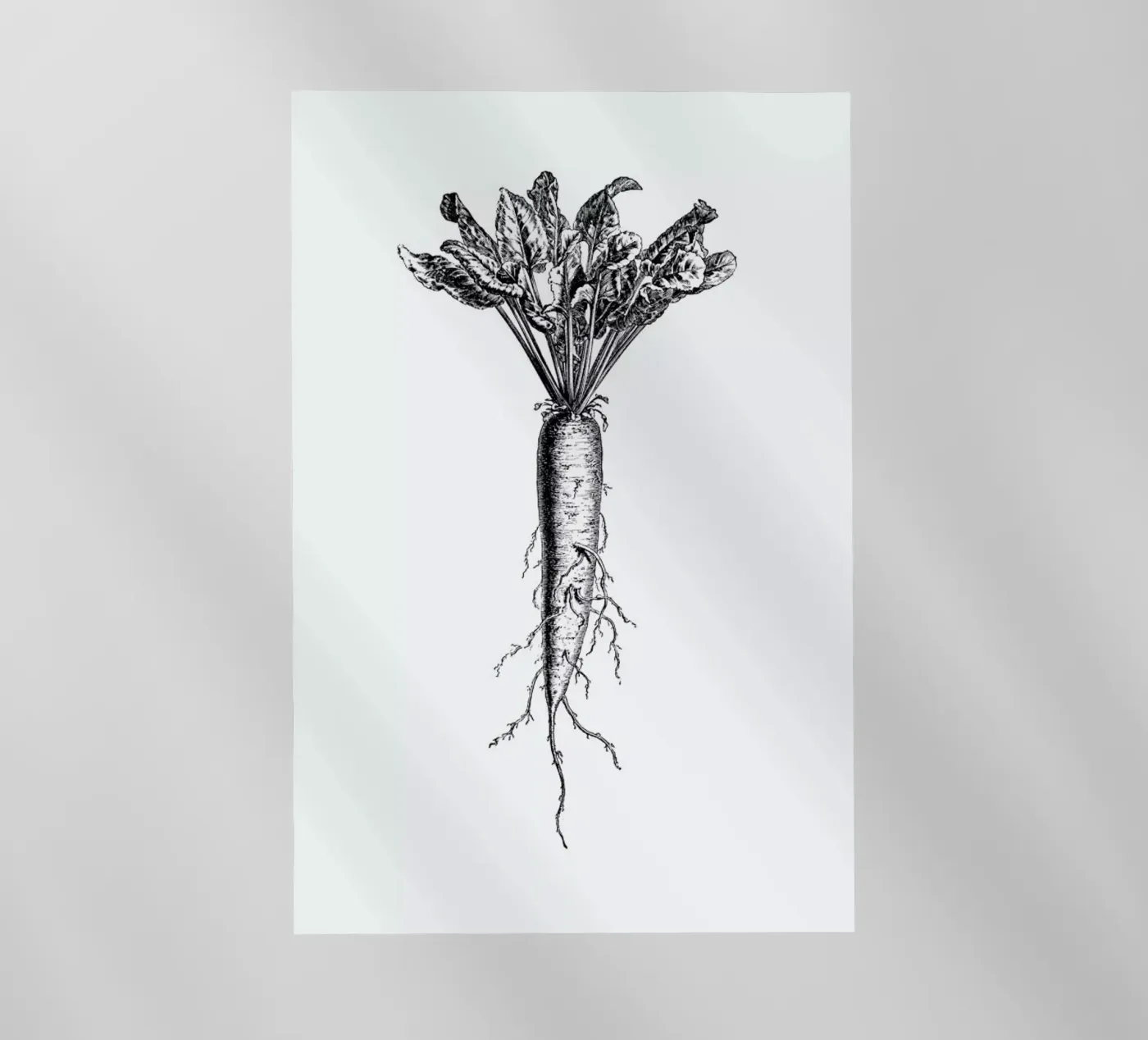 Beetroot backlit folie van Flora & Fauna