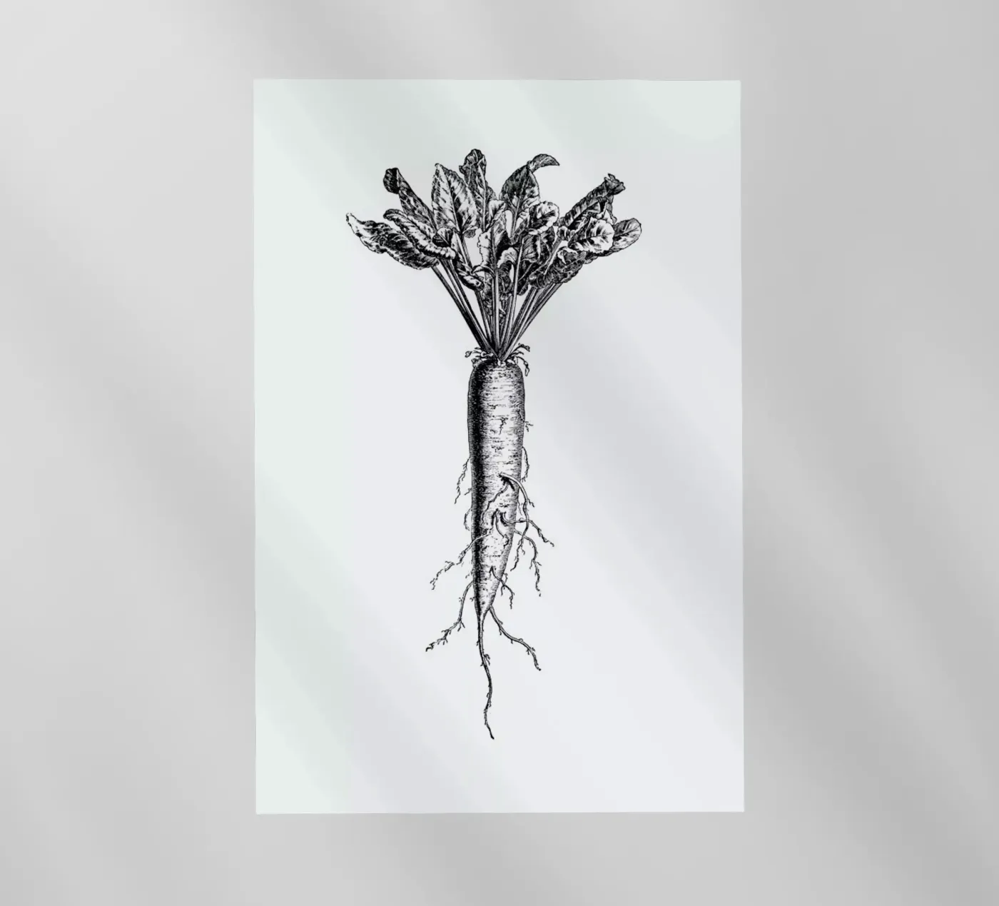 Beetroot pellicola backlit da Flora & Fauna