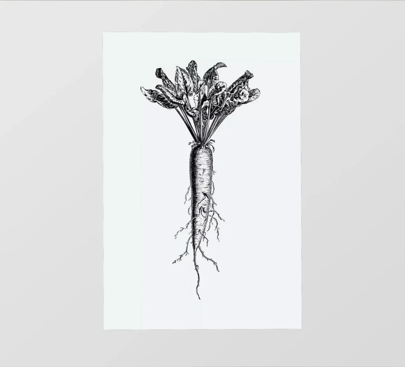 Beetroot pellicola backlit da Flora & Fauna