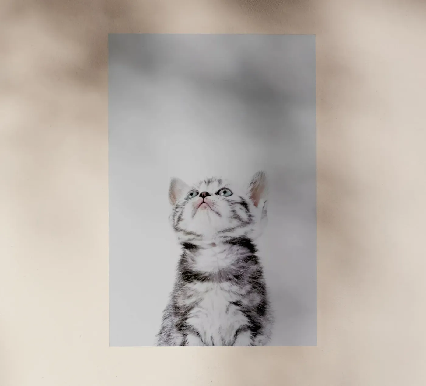 Kitten pellicola backlit da Paws & Claws