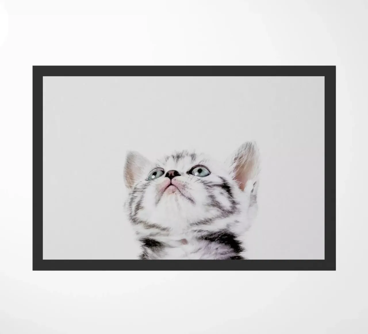 Kitten zerbino da Paws & Claws