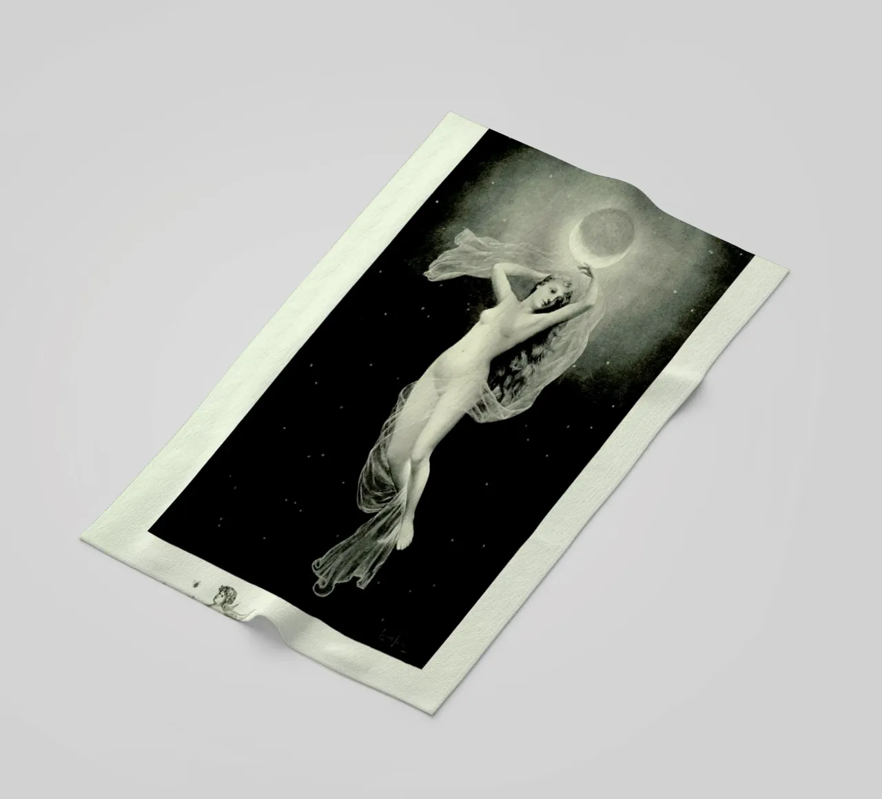 Phoebe telo mare da Flora & Fauna