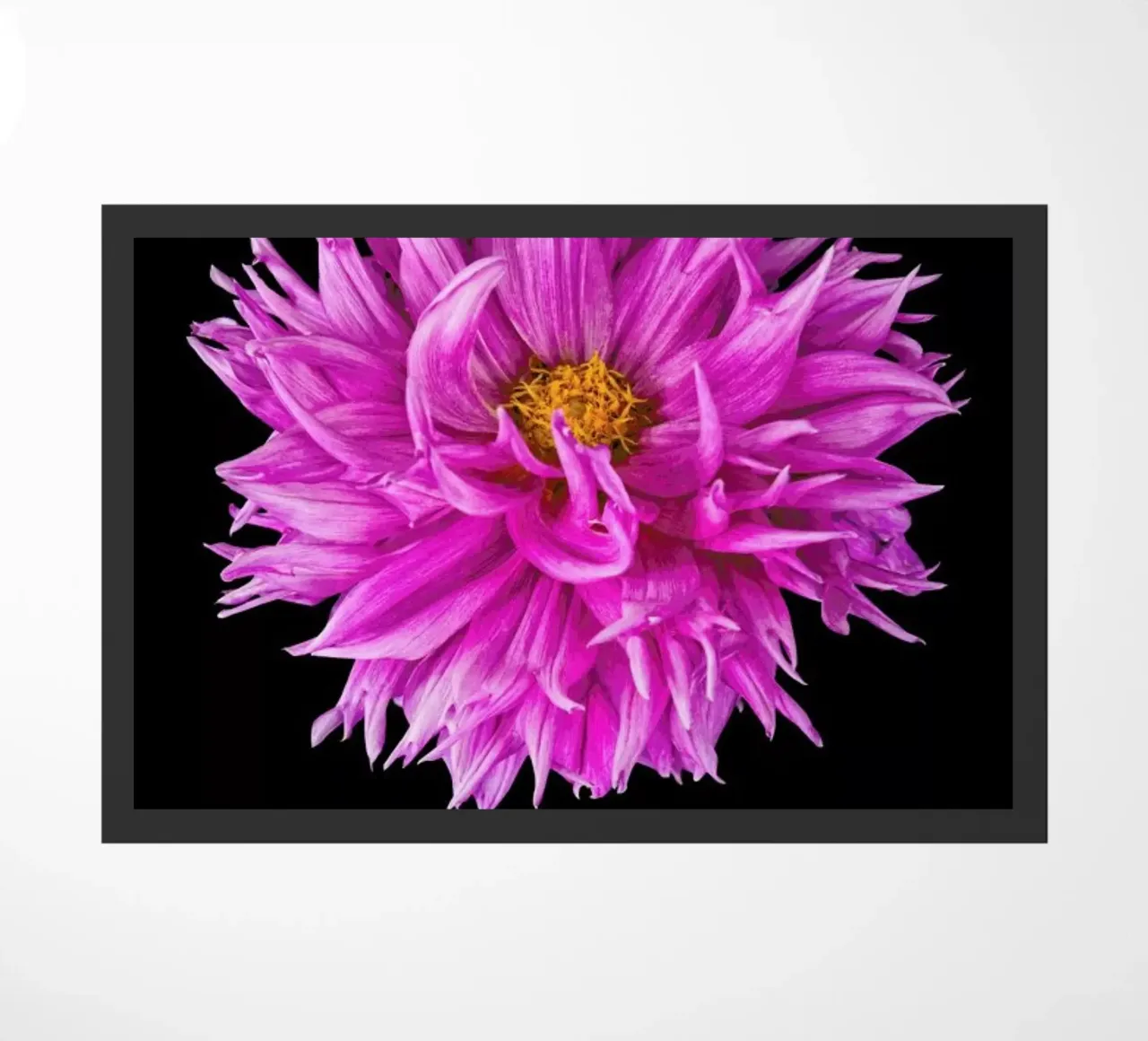 Dahlia 4 zerbino da Curious Collections by Marielle Leenders