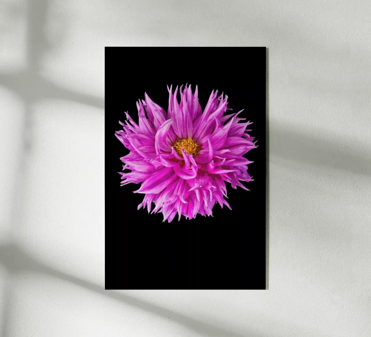 Dahlia 4 plexiglass da Curious Collections by Marielle Leenders