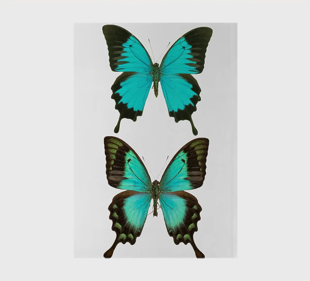 Blue & Black Exotic Butterflies notebook by Curious Collections by Marielle Leenders