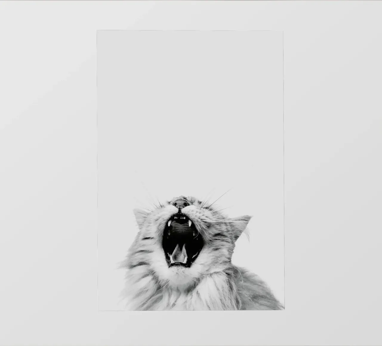 Roar pellicola backlit da Paws & Claws