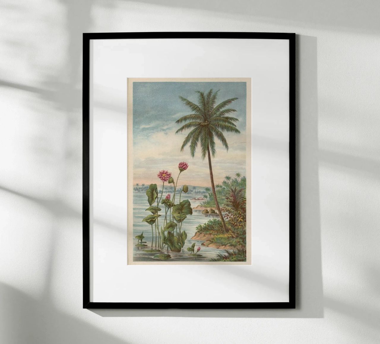Lotus Flowers poster by Flora & Fauna