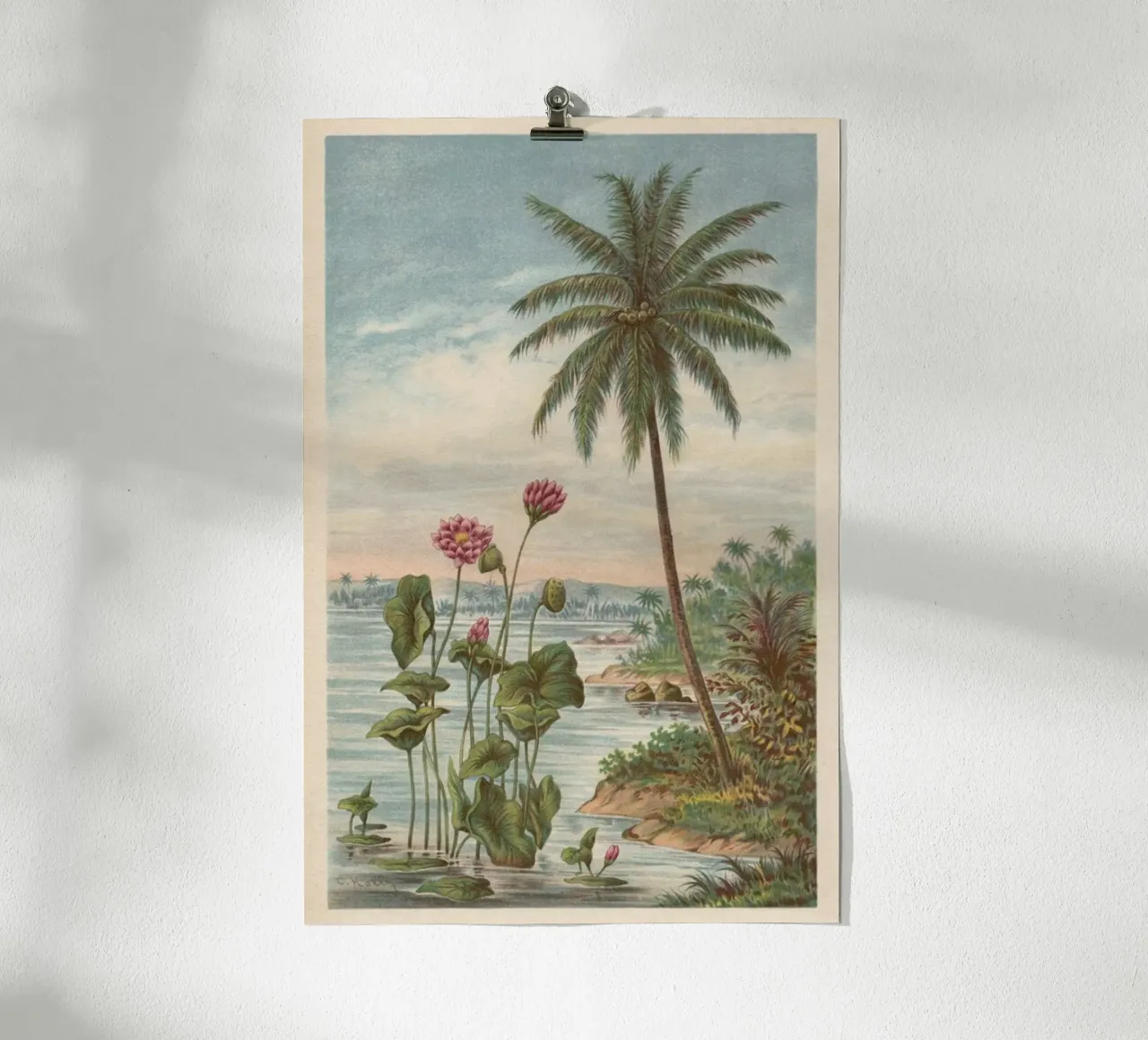 Lotus Flowers poster de Flora & Fauna