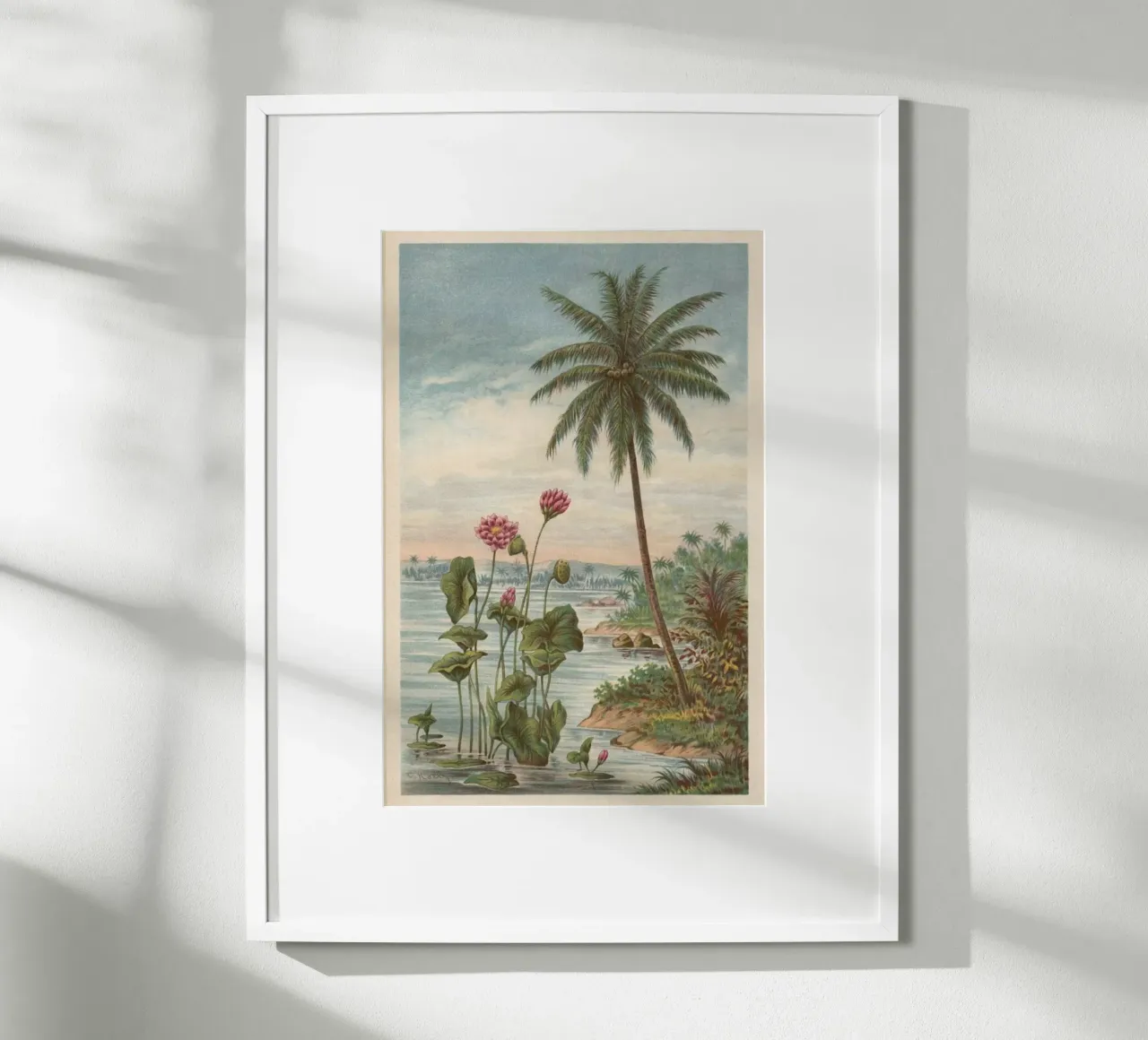 Lotus Flowers poster de Flora & Fauna