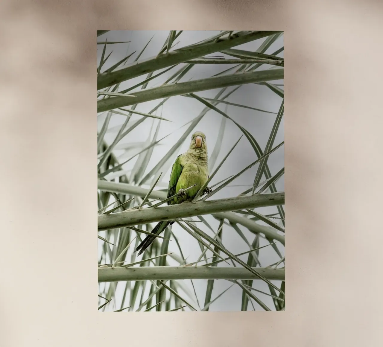 Parrot pellicola backlit da Victoria Frost