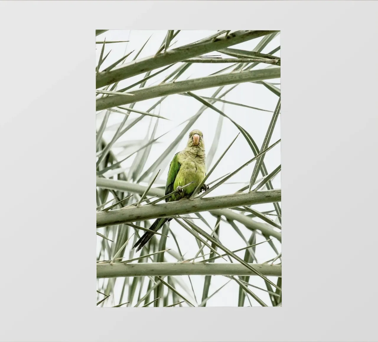Parrot telo in pvc da Victoria Frost