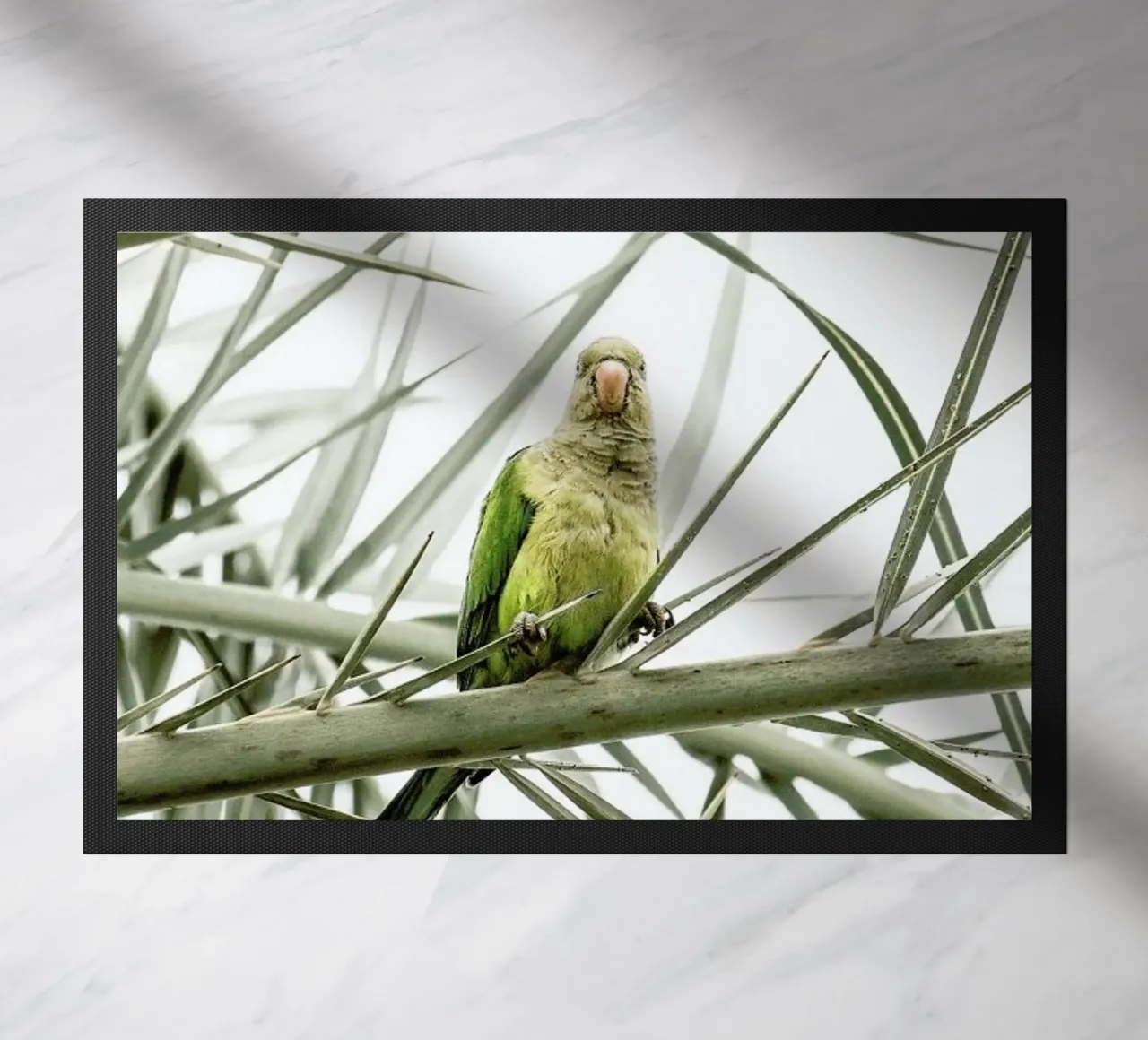 Parrot zerbino da Victoria Frost