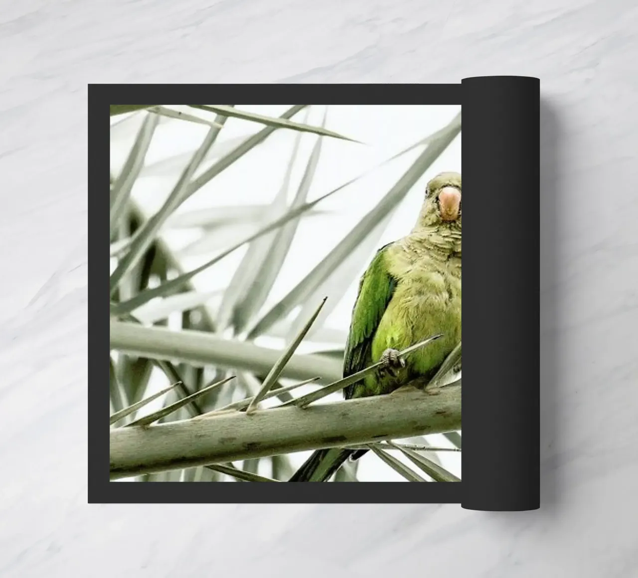 Parrot zerbino da Victoria Frost
