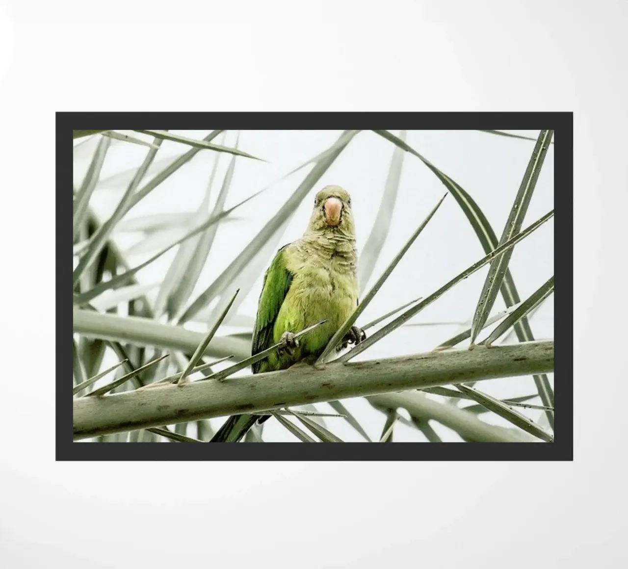 Parrot zerbino da Victoria Frost