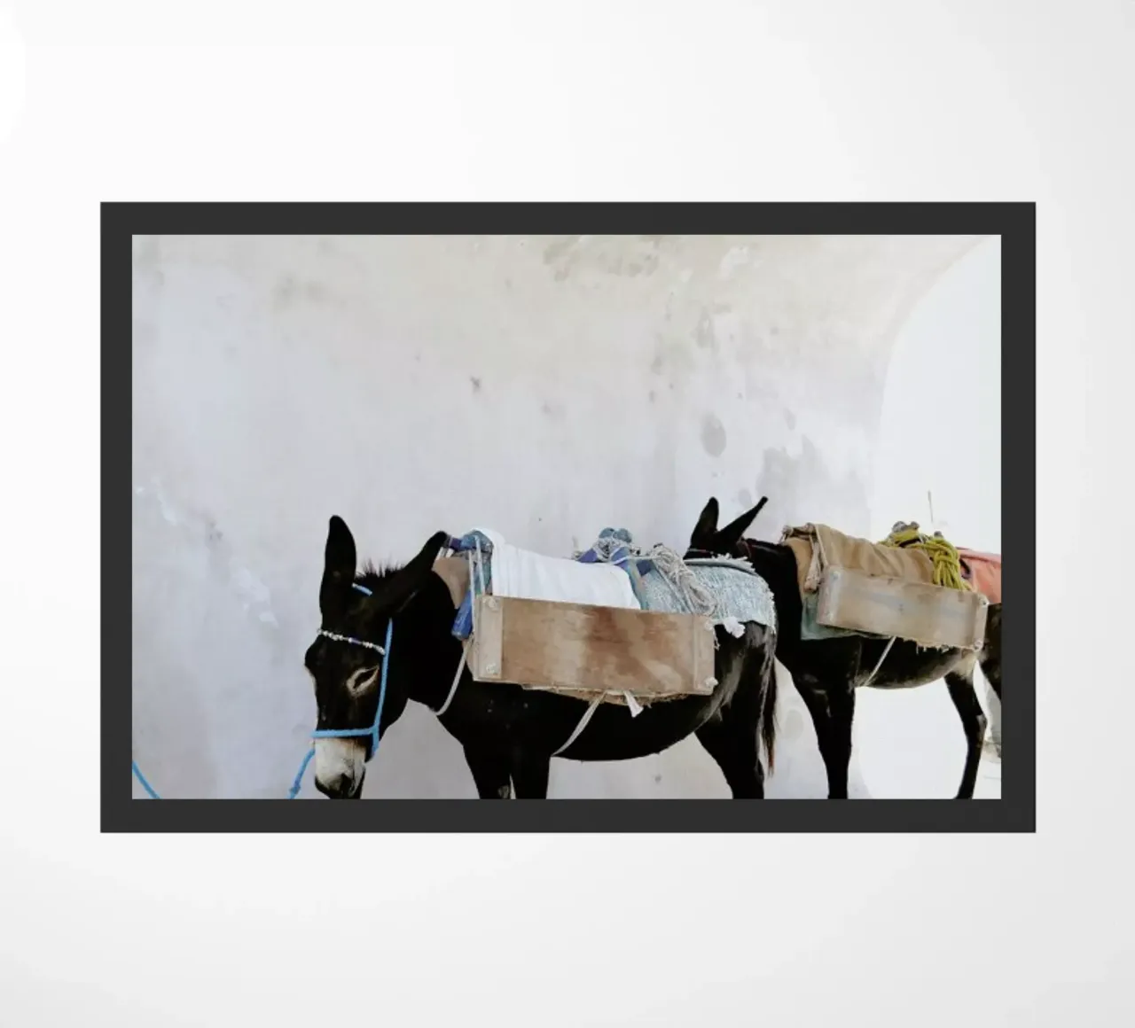 Donkey Cove zerbino da METROPOLIS