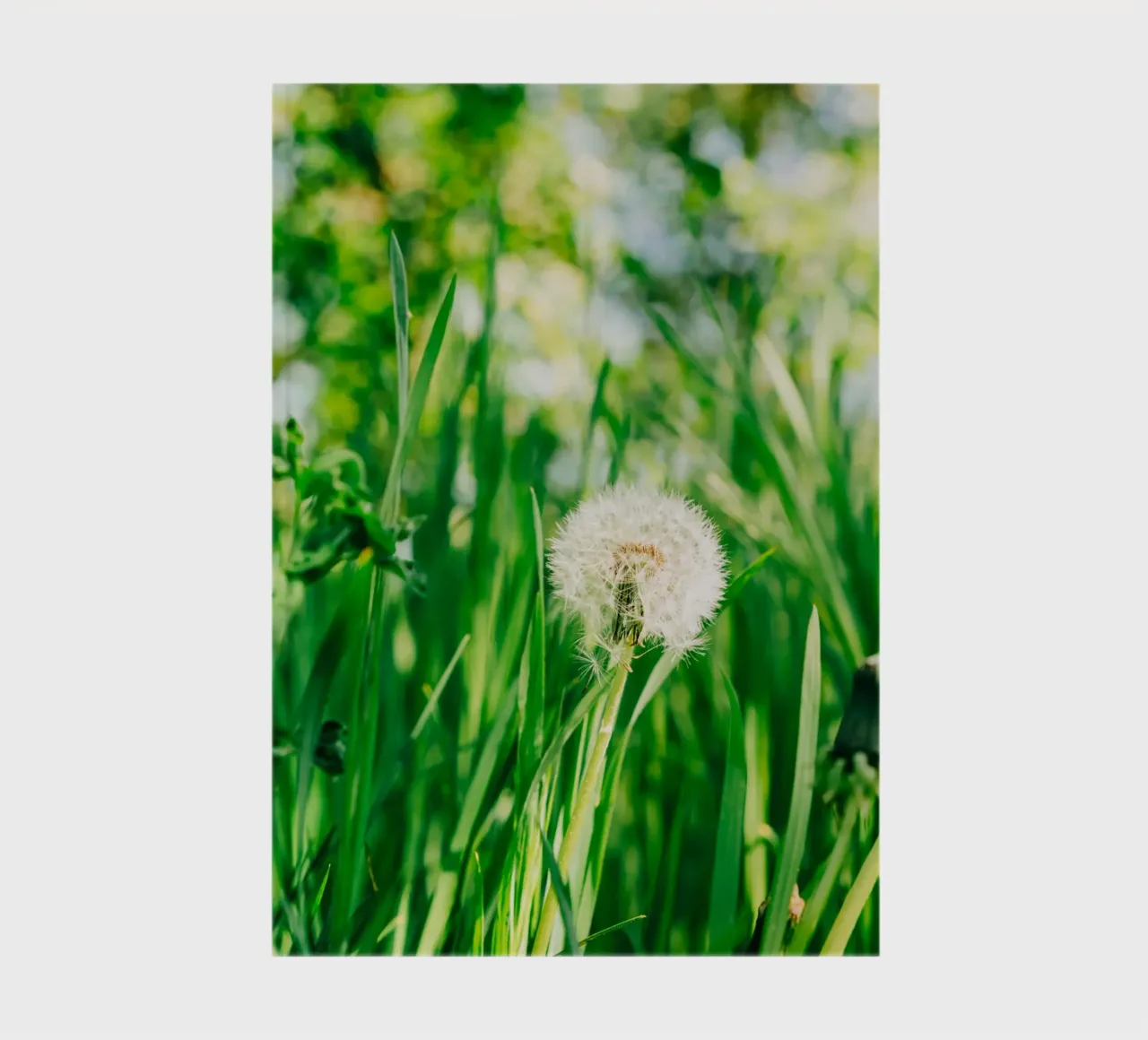 Dandelion, wildflower in grass on spring meadow - nature photo notebook by Bold and Retro