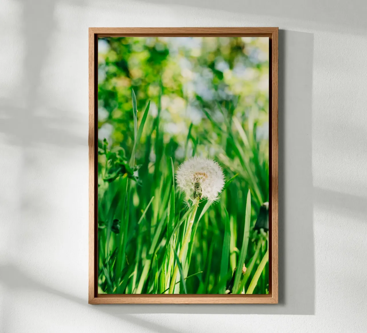 Dandelion, wildflower in grass on spring meadow - nature photo canvas with Floater frame by Bold and Retro