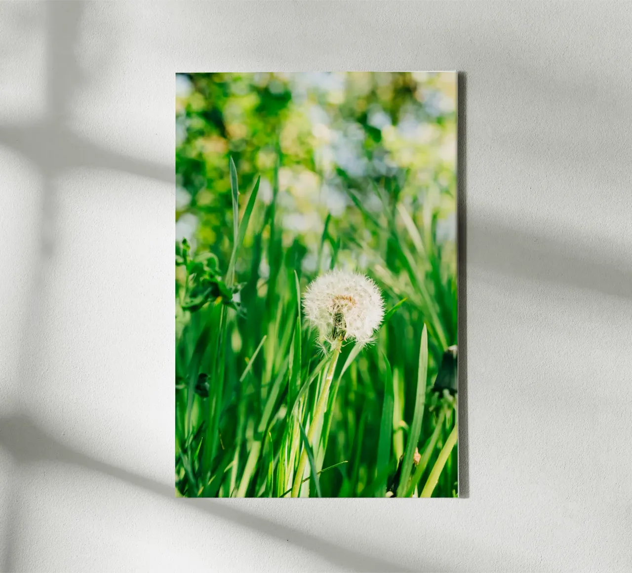 Dandelion, wildflower in grass on spring meadow - nature photo canvas with Floater frame by Bold and Retro