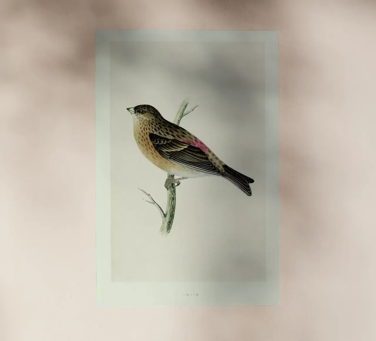 Perching Bird pellicola backlit da Flora & Fauna
