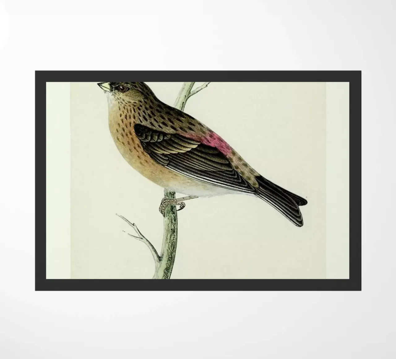 Perching Bird zerbino da Flora & Fauna