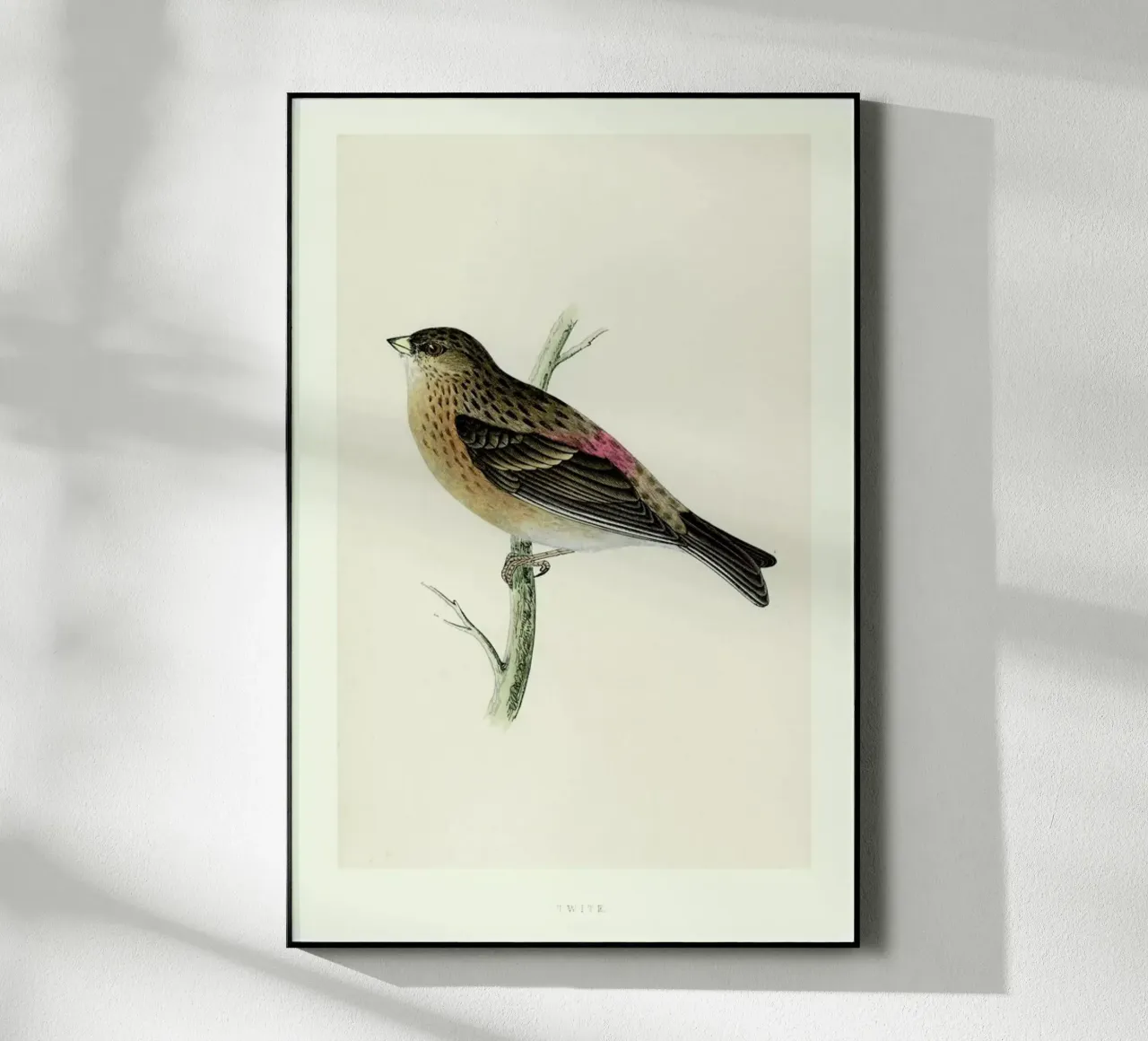 Perching Bird plexiglass da Flora & Fauna