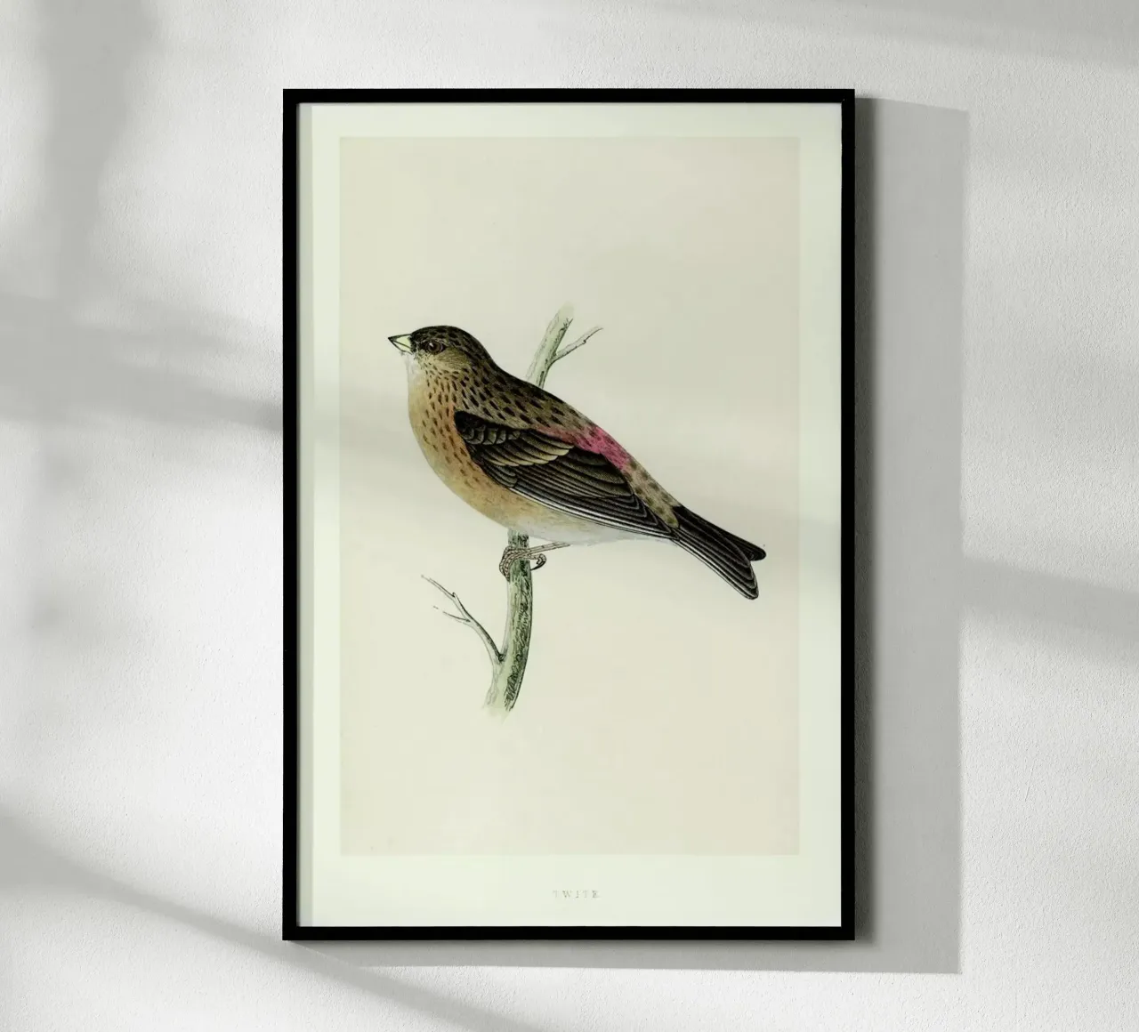 Perching Bird poster da Flora & Fauna