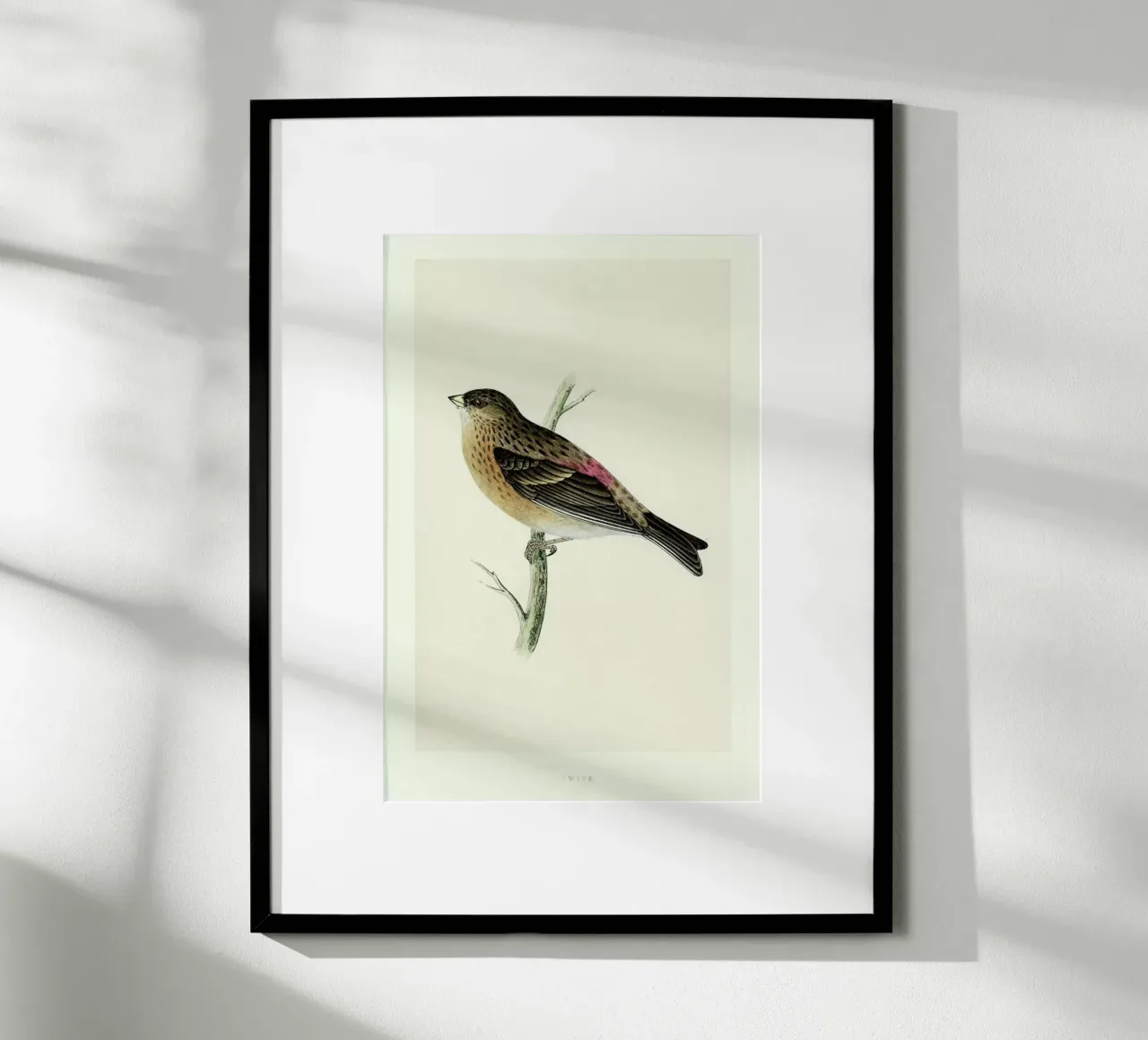 Perching Bird poster da Flora & Fauna