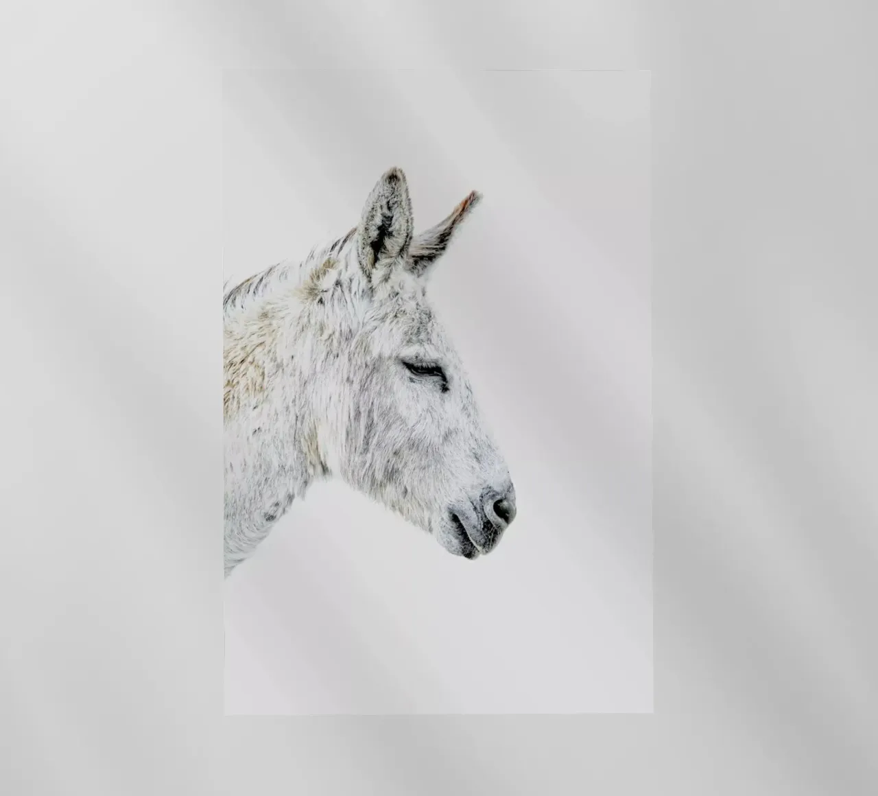 Donkey pellicola backlit da Paws & Claws