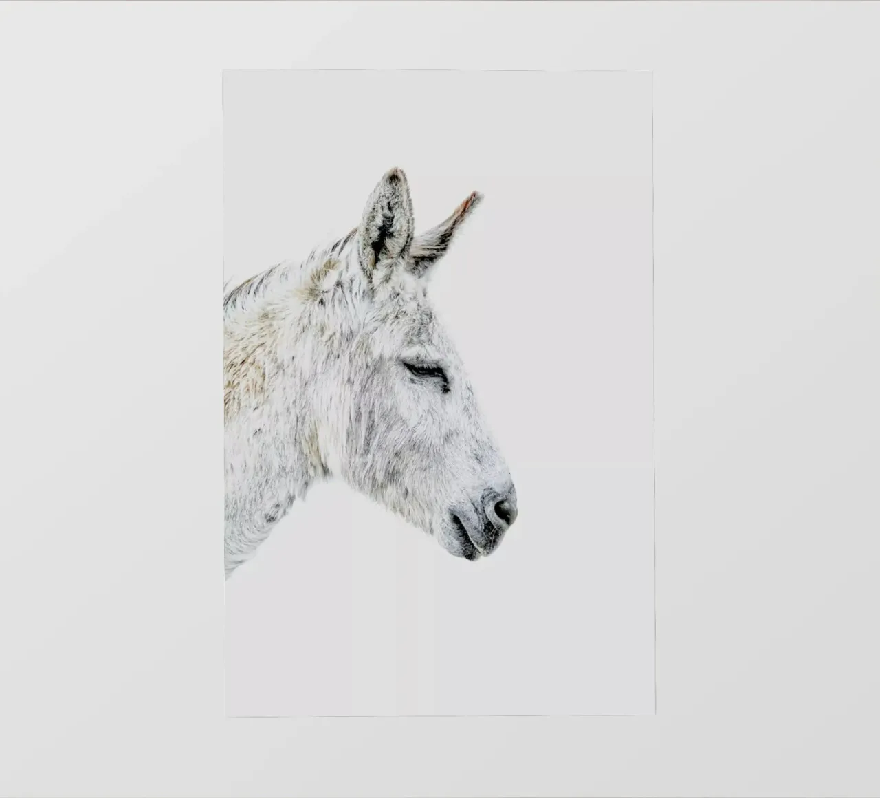 Donkey pellicola backlit da Paws & Claws