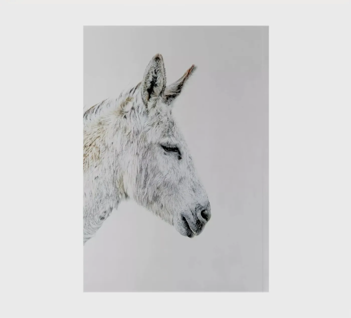 Donkey notebook by Paws & Claws