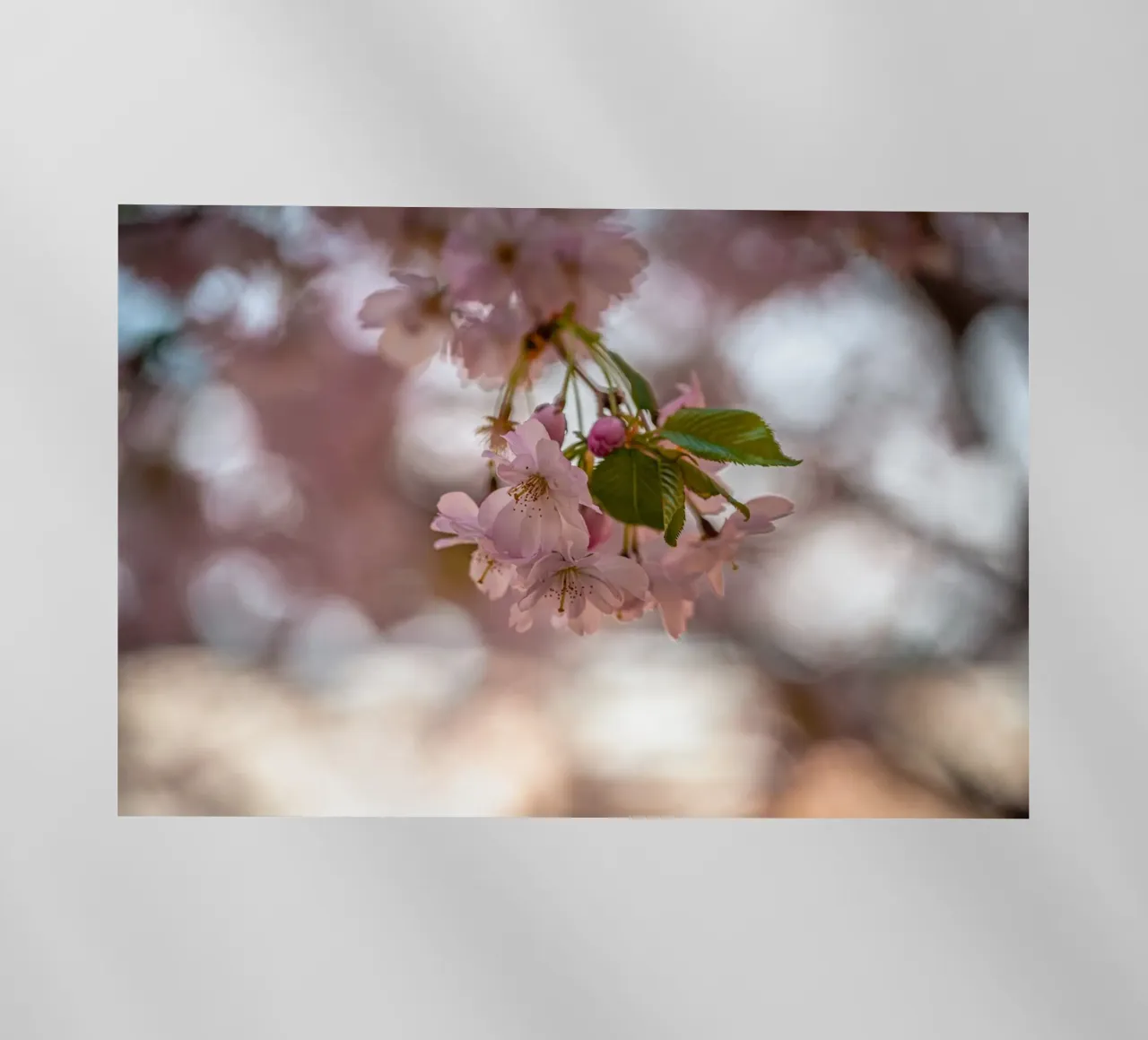 Fiori di ciliegio rosa pellicola backlit da Marcus Beckert | Fotografie